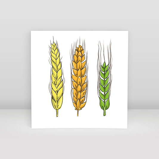 Buğday - Art Print