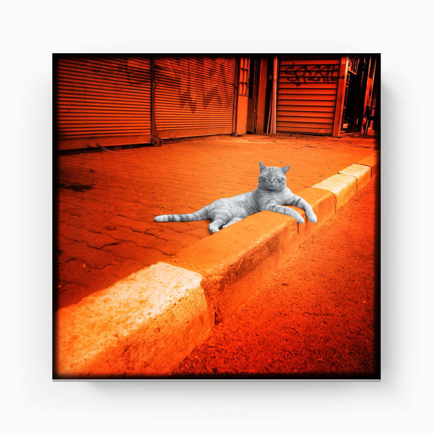 cat enjoyment - Canvas Print