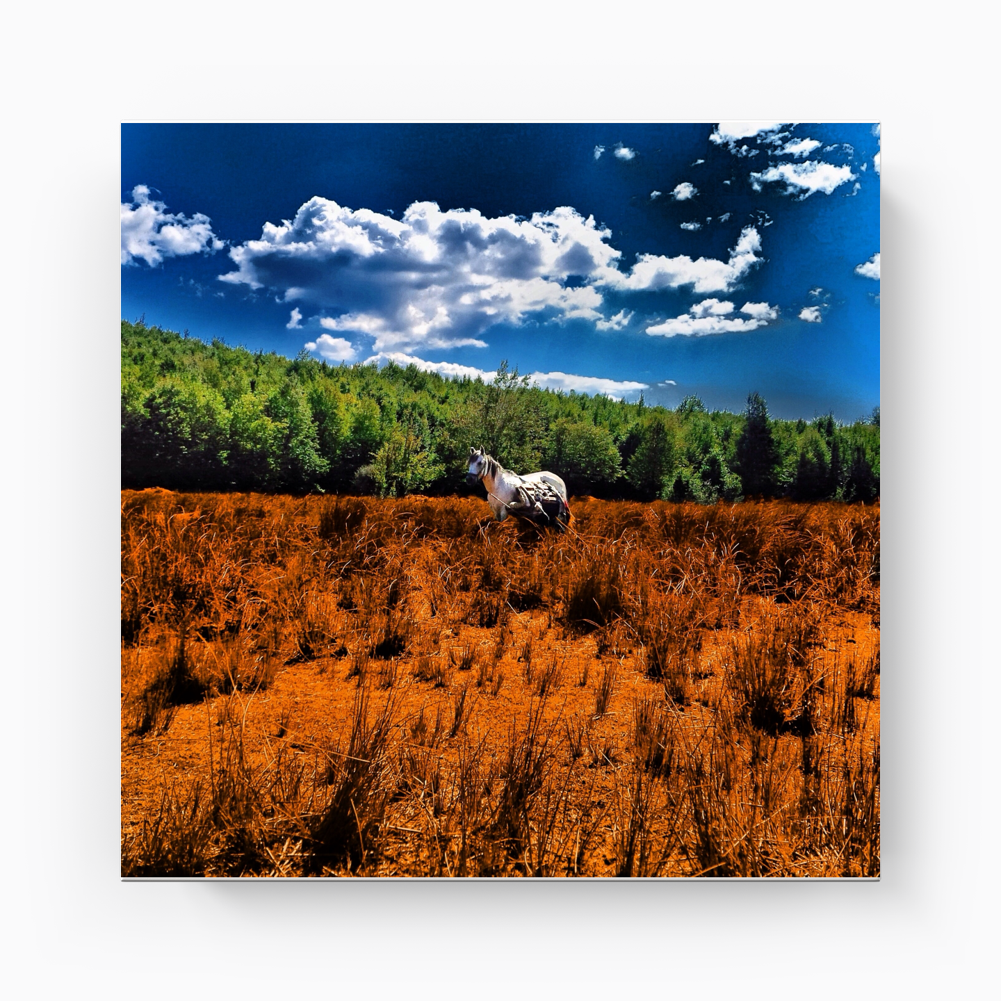 United colors of horse - Canvas Print