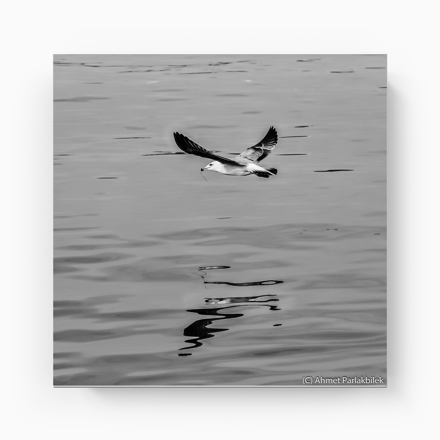 Seagull - Canvas Painting