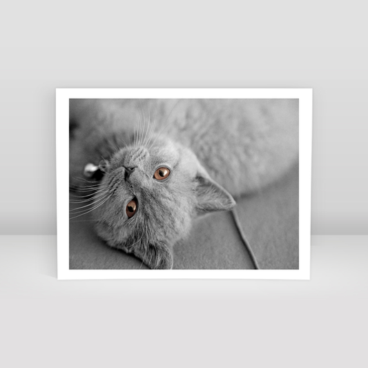 Bilbo Cat - Art Print