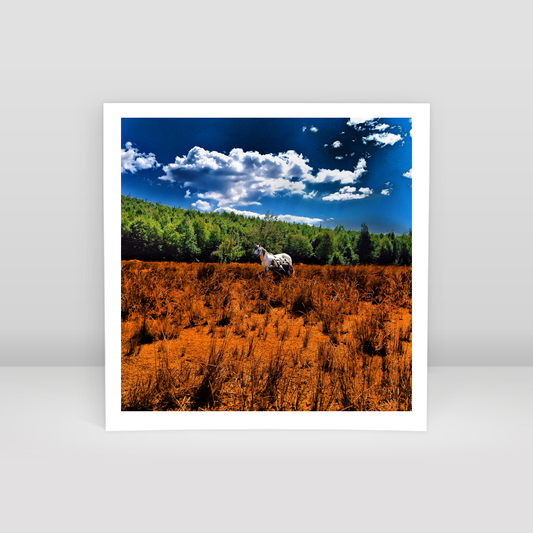 United colors of horse - Art Print