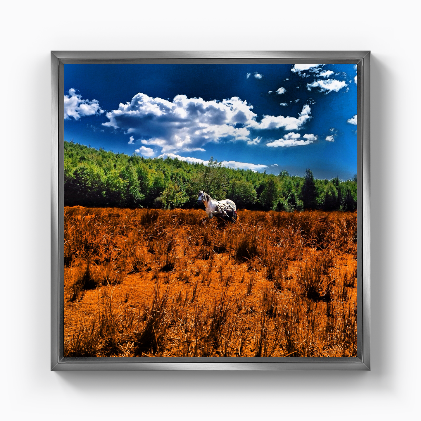 United colors of horse - Canvas Print