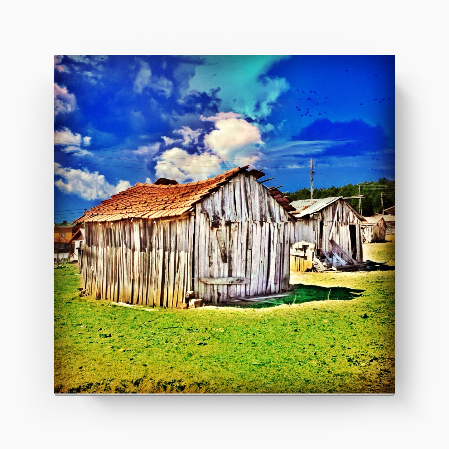Shed - Canvas Print