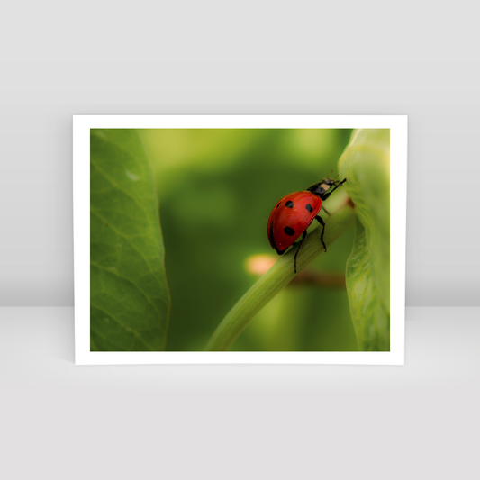 Ladybug - Art Print