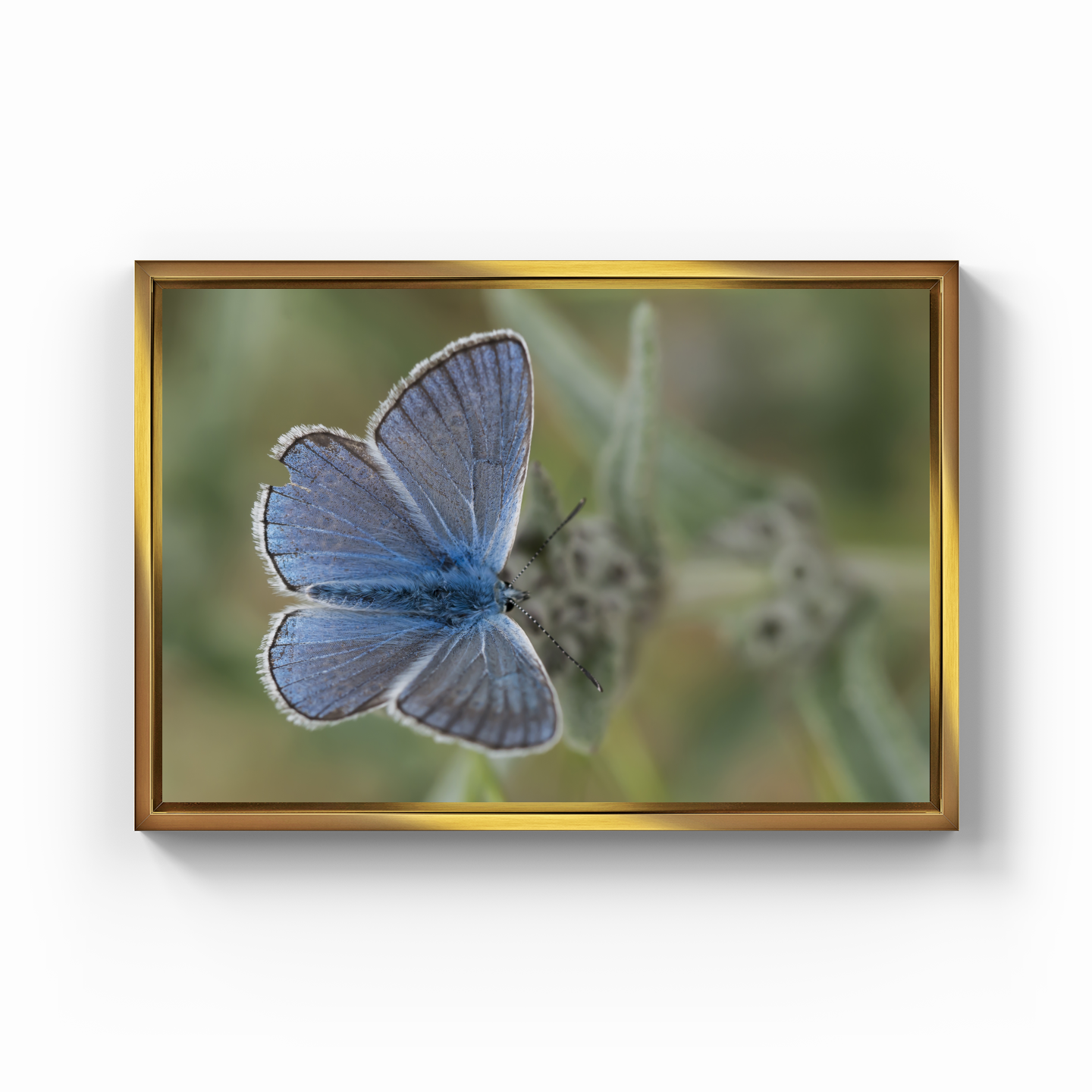 Kelebek - Kanvas Tablo