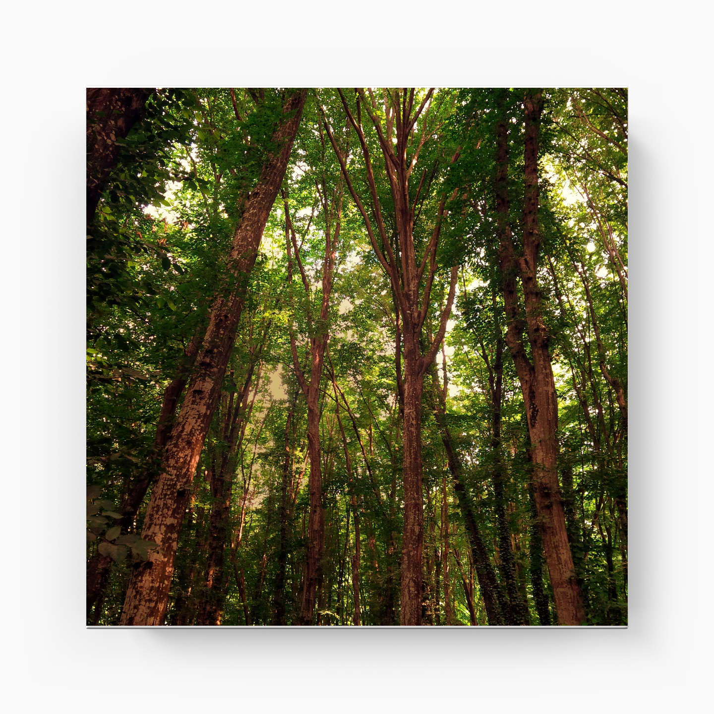 Ağaçlar - Kanvas Tablo