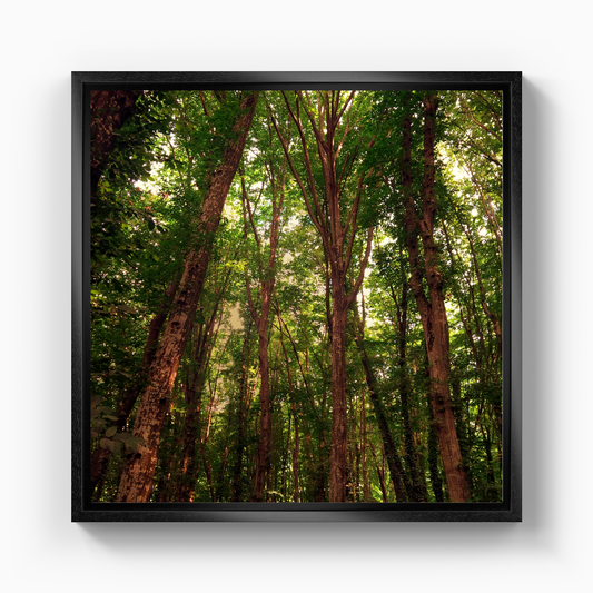 Trees - Canvas Painting
