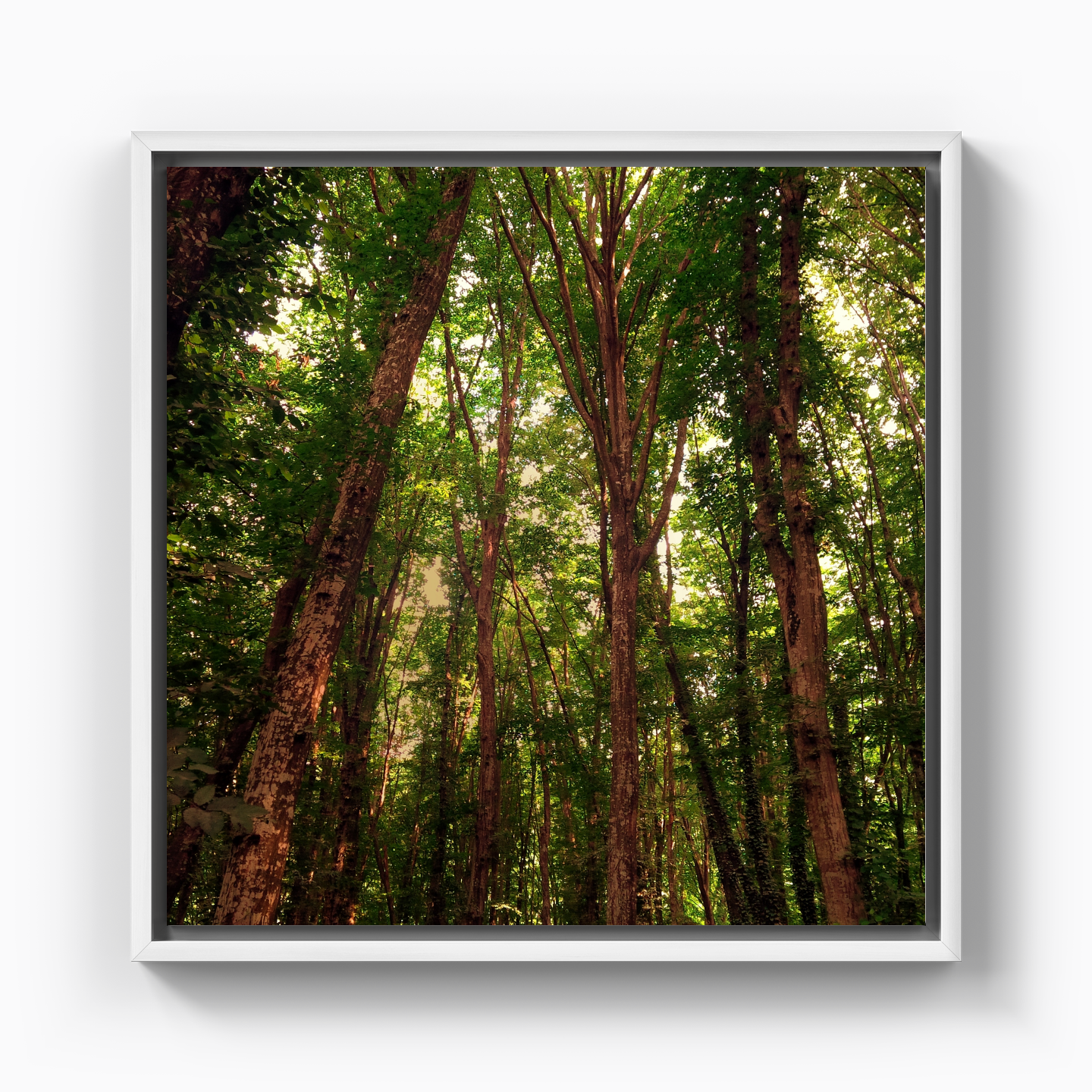 Ağaçlar - Kanvas Tablo