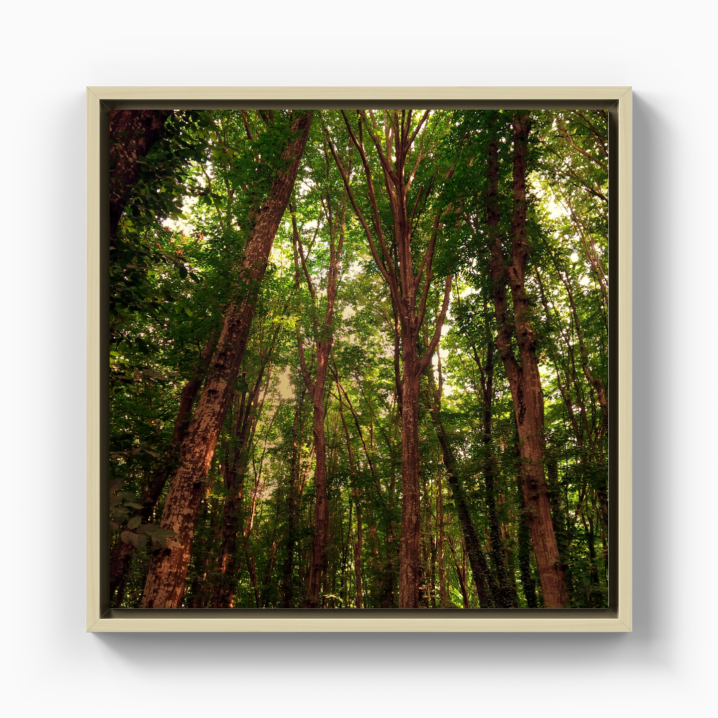 Ağaçlar - Kanvas Tablo