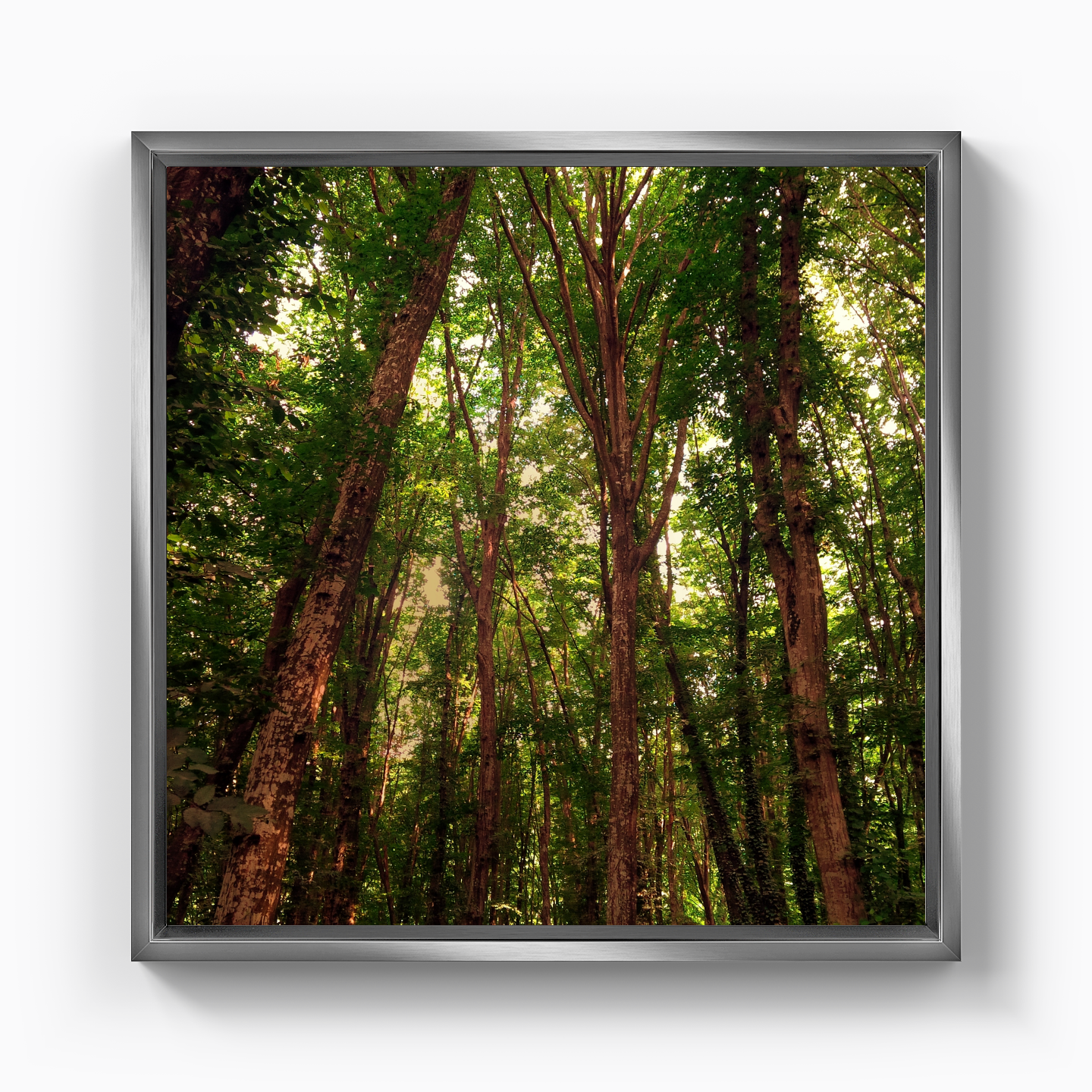 Ağaçlar - Kanvas Tablo